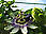 Passiflora