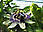 Passiflora