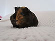 Img 3636