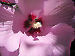 Hibiskus