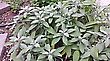 Kadulja ili alfija (lat. Salvia officinalis)