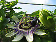 Passiflora