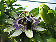 Passiflora